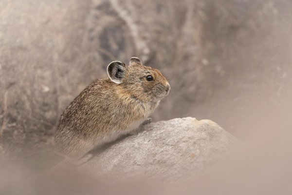 Top critères pour sélectionner un dératiseur qualifié chez vous