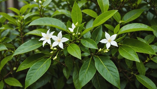 Support pour jasmin étoilé : guide pour une culture réussie