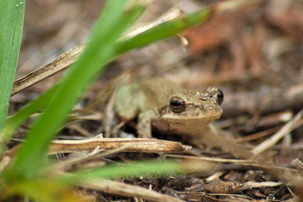 Comment reconnaître les crottes de crapaud dans votre jardin